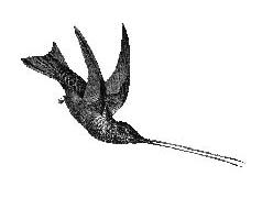 Observar Aves