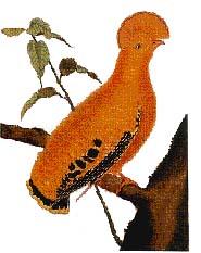 Observar Aves