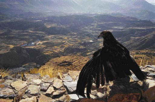 Aguila, Buteo polyosoma, sobre el caon del colca