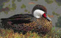 Whistling Duck