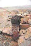  Un solitario cactus barril se mantiene en las ridas alturas del Morro Quemado. 