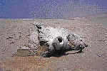Un vrtebra de balleno descompanindose al sol, en
    el antiguo lecho de una laguna, al norte de Morro Quemado