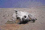 A whale vertebra decomposes in a dried-out lagoon north of Morro Quemado