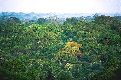 The Amazon constitutes the largest and most pristine mass of forest on the planet. Above: a beetle and a flower compete in beauty. And a toad swallows a grasshopper.