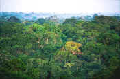 The Amazon constitutes the largest and most pristine mass of forest on the planet. Above: a beetle and a flower compete in beauty. And a toad swallows a grasshopper.