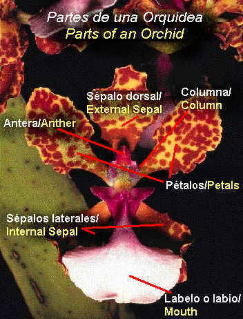 Partes de una Orqudea/Parts of an Orchid