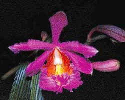 Sobralia dichotoma, species found in Machu Picchu