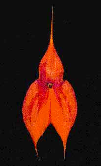 Masdevallia veitchiana, in quechua known as Wakanki, species commonly sold illegally.