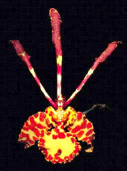 Psychopsis versteegianum, conocida como Orqudea Mariposa.