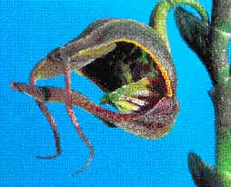 Scaphosepalum antenniferum, especie poco comn, simula las fauces de un bagre.