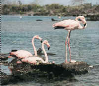 On the glapagos Islands, the famous flamingos wear the colors of the Peruvian flag.