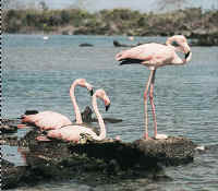 Los famosos flamengos, en Galapagos, con los colores de la bandera peruana.