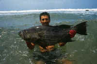 Pescador afortunado: el mero muriqui se cuenta entre los trofeas ms codiciadsos de las aguas tumbesinos.