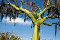 Embracing the sky.  Covered in savage spikes, this huge Ceibo tree or "Drunken Branch"spreads out its branches in the dry Tumbes forest.