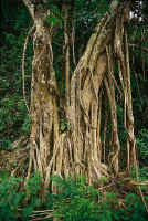 An ancient fig tree on the banks of a stream in El Caucho.