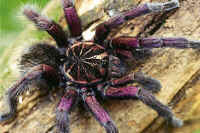 A dark colored Mygola tarantula.