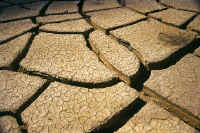 In the Sechura desert, the earth cracks in the heat of summer.
