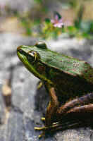 A small frog inspects his watery domain.