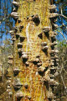 Armamenta vegetal.  UIn porotillo exhibe los filosos aguijones que protegen su franco de loa depredadores.  Photo: Walter Wust