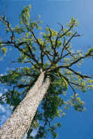 These impressive trees can be found in the surrounding countryside of the fown.