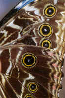 Underside of part of the wings of Morpho dedamia. 