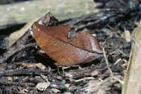 Zaretis Itys;  Madre de Dos, Tambopata.  A perfect imitation of a dry leaf.  David Ahrenholz