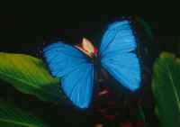 Morpho menelaus; Madre de Dios, Tambopata, de brillante iridiscencia.  Heinz Plenge