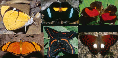 Butterflies/Mariposas