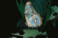Siproeta stelenes; Hunuco, Tingo Maria.   David Ahrenholz