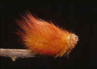 Not a punk hairdress, but the furry larva of megalopygid moth.   Benjamin Collantes