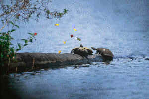 Butterflies attracted to the lacrymal secretions of a 'taricaya' tortoise.  Heinz Plenge