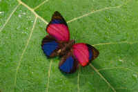 Butterfly/Mariposa  Heinz Plenge