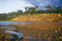 A great number of butterfly species are drawn to the river Tambopta on a warm evening.  Mylene D'Auriol