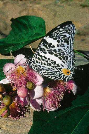 Mariposas