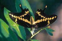 Heraclides thoas - Photo/Foto: Walter Wust