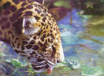 A thirsty jaguar quenches its thirst in the cool water of a Candamo tributary. Scientists believe that the reserve contains the world's largest population of this animal.  Walter Wust