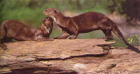 Playful by nature, these giant river otters seem to symbolise the forest's vitality.  Walter Wust