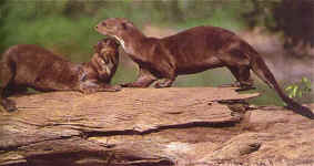 Juguetones por naturaleza, los lobos de ro constituyen todo un smbolo de la vitalidad de estos bosques.   Walter Wust