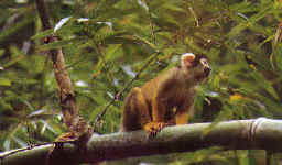 Simptico mono frailecillo (Saimiris sciureus) parece reflexionar sobre una rama.  Heinz Plenge
