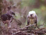 A harpy eagle stands guard over its chick.   Tui de Roy/Mark Jones