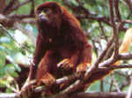 Un mono aullador, conocido por los potentes rugidos con los que anuncia la posesin de su territorio, contempla sus dominios desde la copa de un sapote.  Andr Bartschi