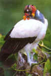 The elegance of a king vulture.  Tui de Roy/Mark Jones