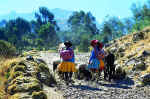 Mujeres con ganado entre Llupa y Pitec.  Mylene D'Auriol