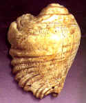 Concha tallada Per : Sierra Central, Chavn, 400-200 A.C.  Concha