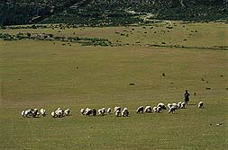 [Pampas de Quinua]